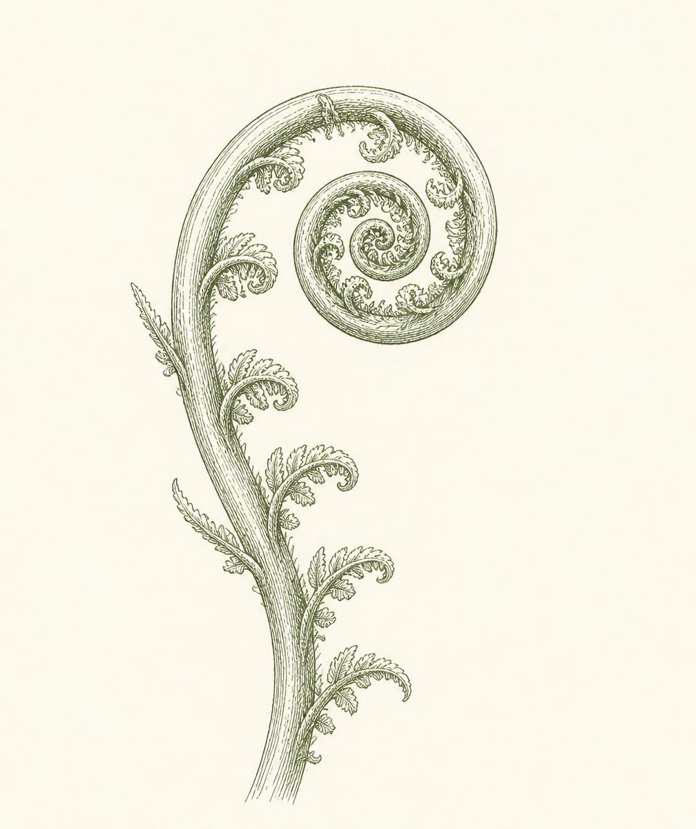 Ink sketch of an unfurling fern frond